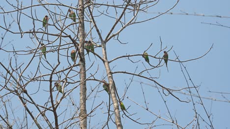 Rotbrustsittich,-Psittacula-Alexandri,-Huai-Kha-Kaeng-Wildschutzgebiet,-Thailand