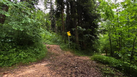 Mitten-Im-Wald-Spazieren-Gehen,-Auf-Verschiedene-Wege-Blicken-|-Berchtesgaden,-Deutschland