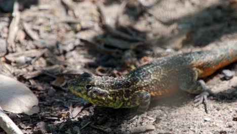 un lagarto colorido corriendo por la tierra en cámara lenta