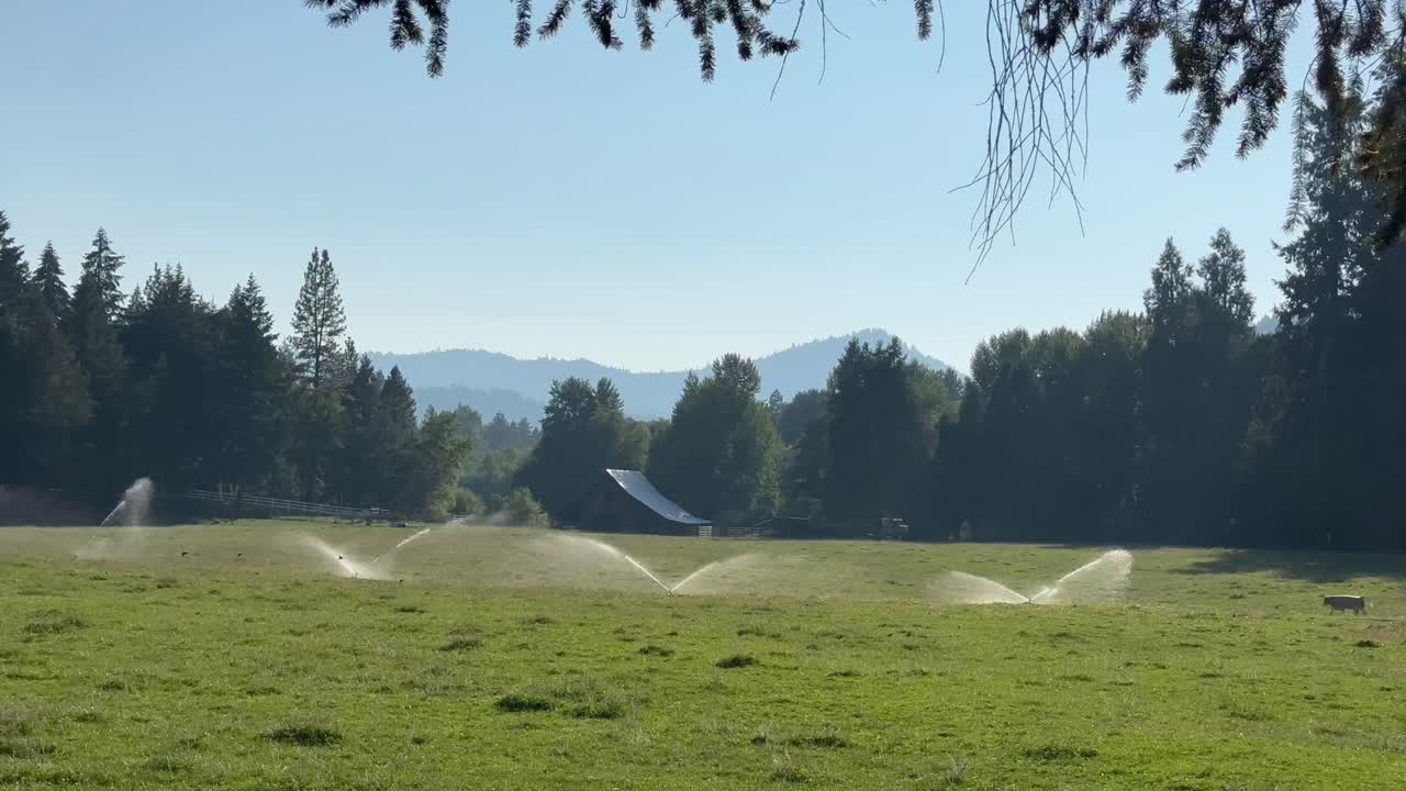 동물 농장에서 목초지 관개 시스템의 스프링클러와 함께 경치 좋은 자연