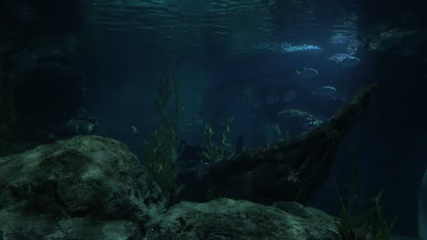 Woman-looking-at-fish-in-oceanarium