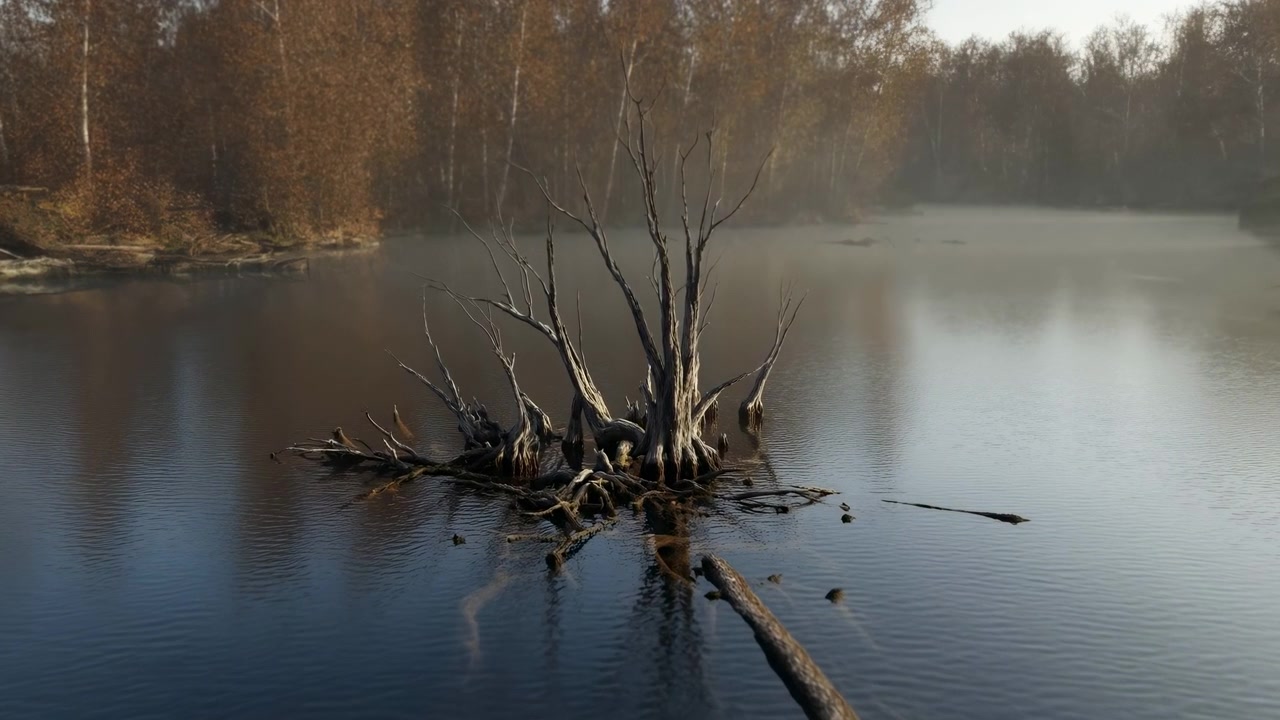 Bare grene og blotlagte rødder forbliver centrerede, mens udsynet bevæger sig mod vejrbidt træ med fine overfladerippler, refleksioner, bleg tåge og varme efterårstræer i baggrunden