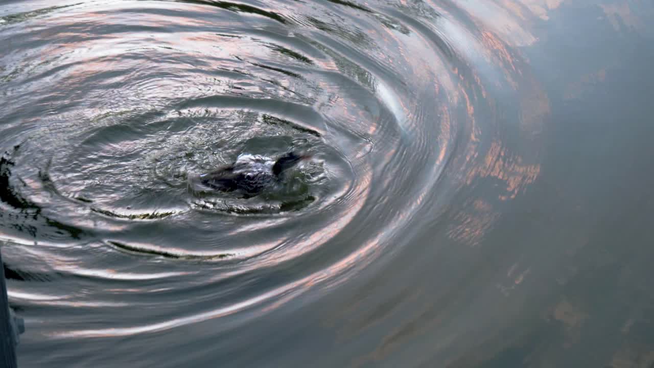 Duck dives in tranquil pond at sunrise before flapping its wings