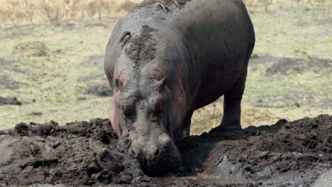 Hippo-with-several-oxpeckers-on-its-back-sinks-into-a-mud-pool,-front-view