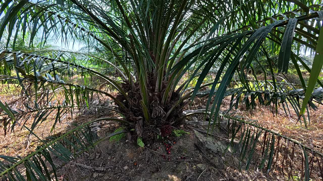 Palm oil trees flourishing in a lush plantation, a vital commercial crop in tropical Malaysia. The fruits are processed into cooking oil and various essential products.