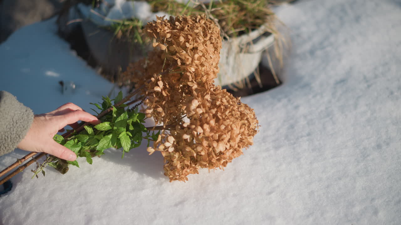 Bouquet di ortensie essiccate sulla neve, mano guantata che posiziona delicatamente steli rustici tra piante in vaso in un giardino invernale, la luce soffusa del sole evidenzia il gelo e i petali testurizzati, ispirazione per un arredamento accogliente e stagionale
