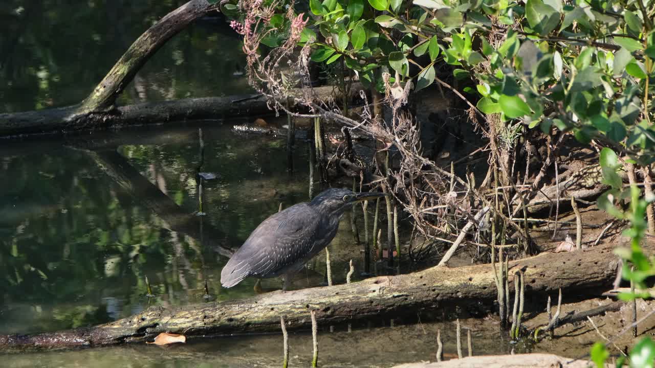 haciendo zoom para revelar este pájaro que se fija intensamente en su presa objetivo, la garza estriada butorides striata, tailandia