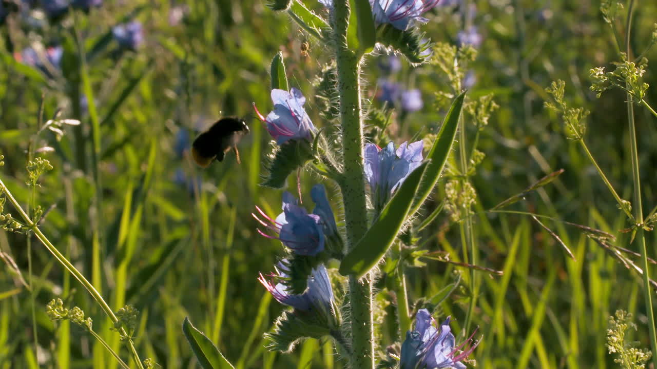 el abejorro en la flor de la víbora