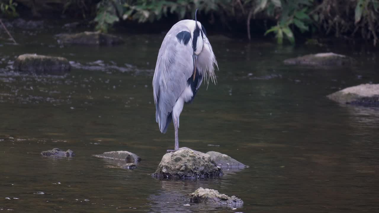 garza gris dormida de pie sobre una pierna en la piedra en el arroyo yangjae