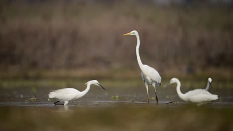 La-Bandada-De-Garcetas-Cazando-En-El-Lago-Por-La-Mañana