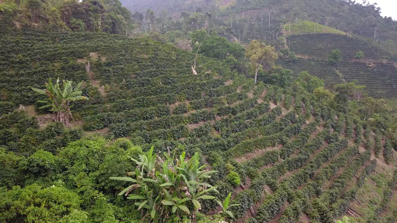 Coffee plantation in the Bolivian mountain jungle