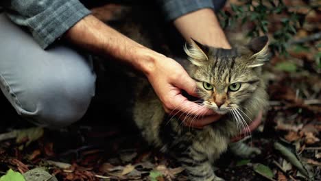 man stroking wild cat forest