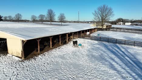 Snow-covered-stable-with-grazing-cow-outdoors-on-snowy-field-in-winter