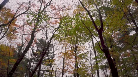 Bajando-Lentamente-La-Toma-Desde-Debajo-De-Un-Bosque-Con-Hojas-De-Colores-Otoñales-Hasta-Una-Vista-De-Una-Curva-En-Un-Paseo-De-Tablas-Por-El-Sendero-Del-Bosque-Antes-De-Una-Caída-A-Un-Lago