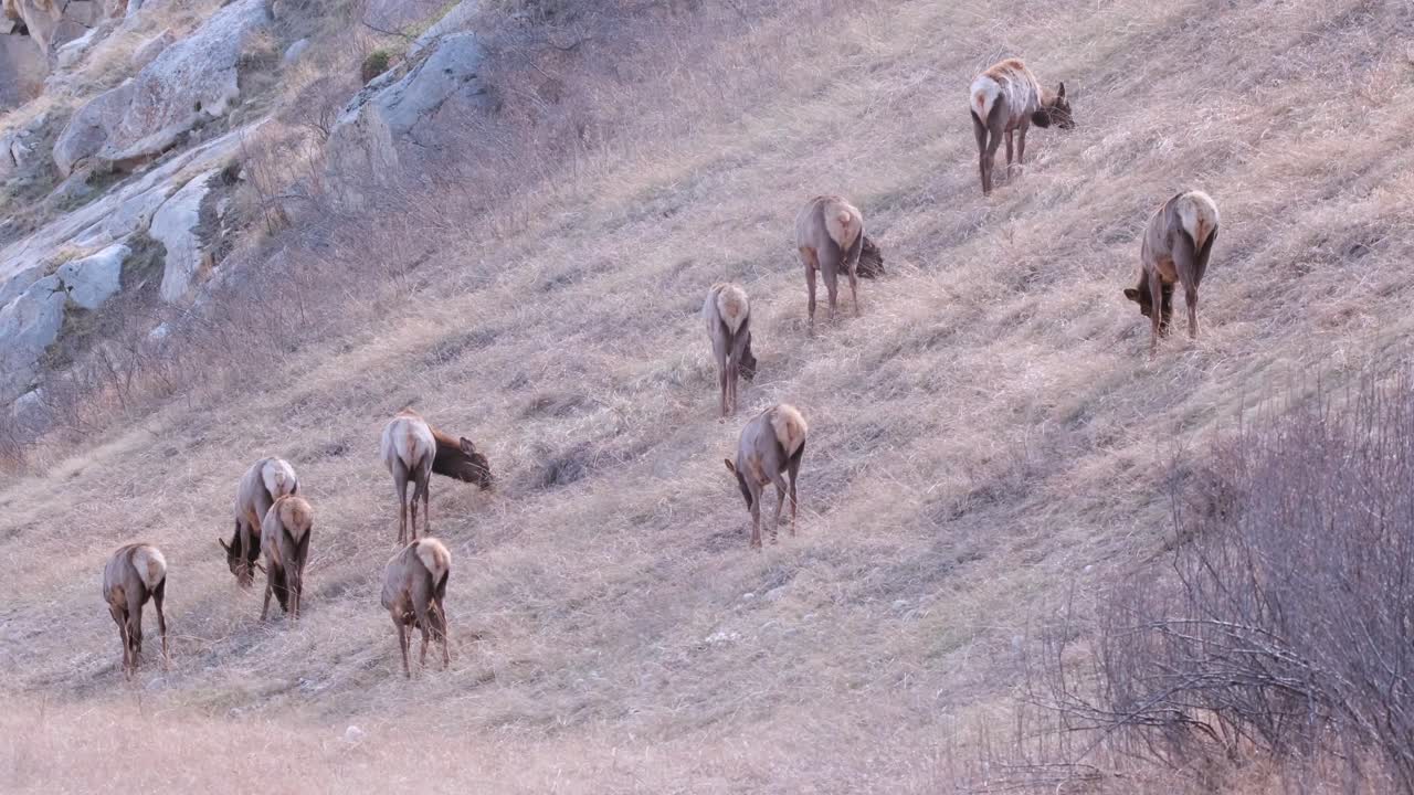 una pequeña manada de alces wapiti come hierba alta en una ladera empinada, seca y sombreada