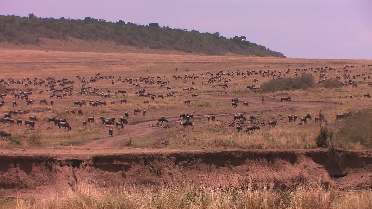 una gran manada de ñus llena la llanura