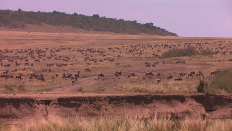 Eine-Große-Herde-Gnus-Füllt-Die-Ebene