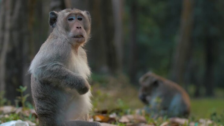 Wild Monkeys in the Jungle: Long-Tailed Macaque Wildlife