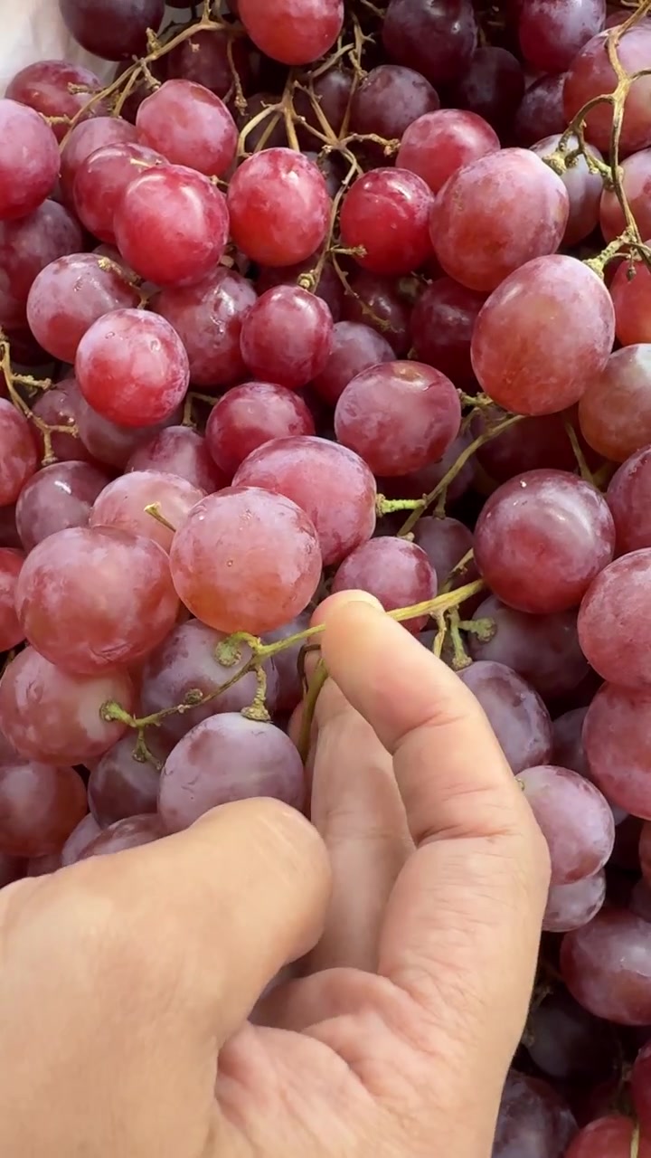 Mão selecionando uvas vermelhas frescas de um cacho