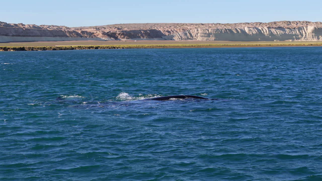 Watching a whale in the blue ocean, animal wildlife in Puerto Madryn, slow motion clip on the water, mountains in the background, blue sky with sunshine, copy space