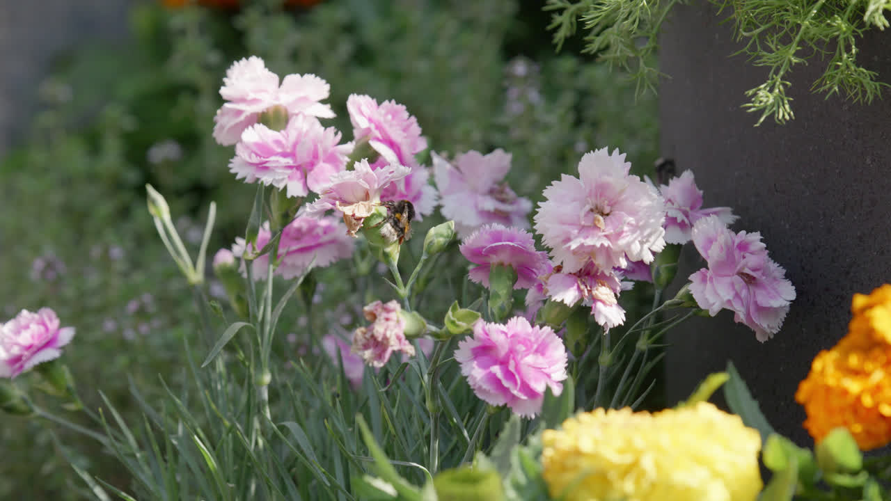 Close up video of a Honey Bumble bee collecting pollen from pink and purple Carnation flowers, on a sunny summers day