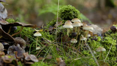 Ein-Eindruck-Der-Naturfarbszene-Im-Herbst,-Fallende-Blätter-Auf-Den-Straßen