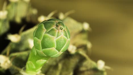 cactus bud swelling and growing strong