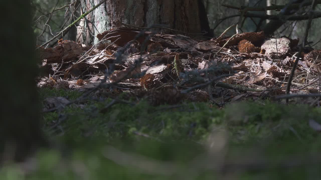 Spruce Cones and Bark On The Ground Near The Tree Trunk. Video Dolly Track Left