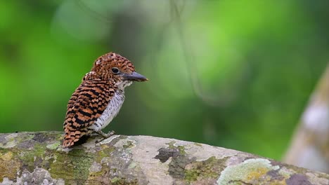 Ein-Baum-Eisvogel-Und-Einer-Der-Schönsten-Vögel-Thailands-In-Den-Tropischen-Regenwäldern