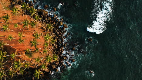 Aerial-of-Coconut-Tree-Hill,-isolated-palm-trees