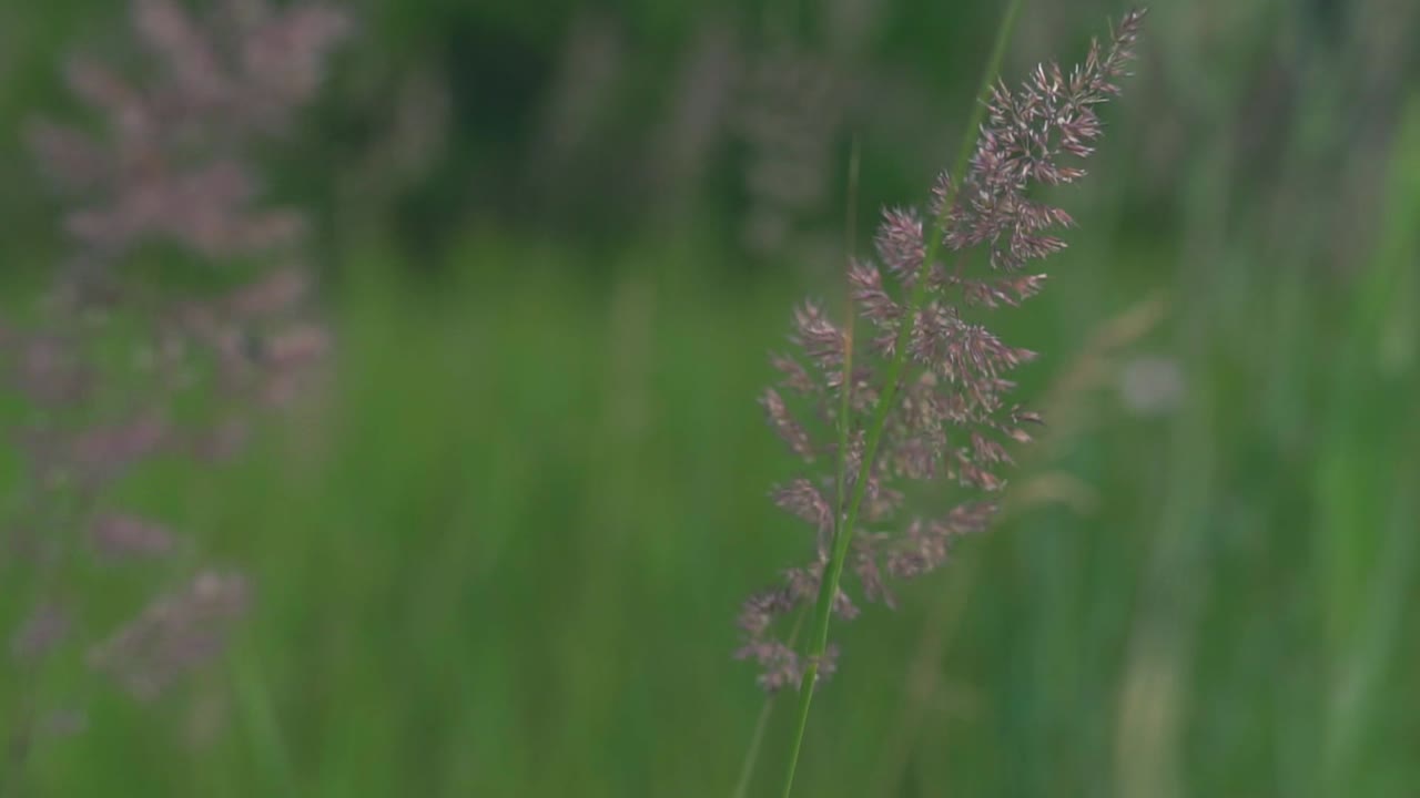 primer plano de la hierba en un campo