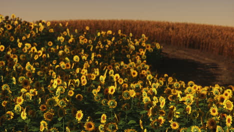 field of blooming sunflowers on a background sunset