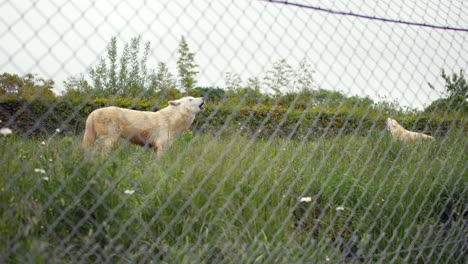 lobos blancos aullando en un zoológico