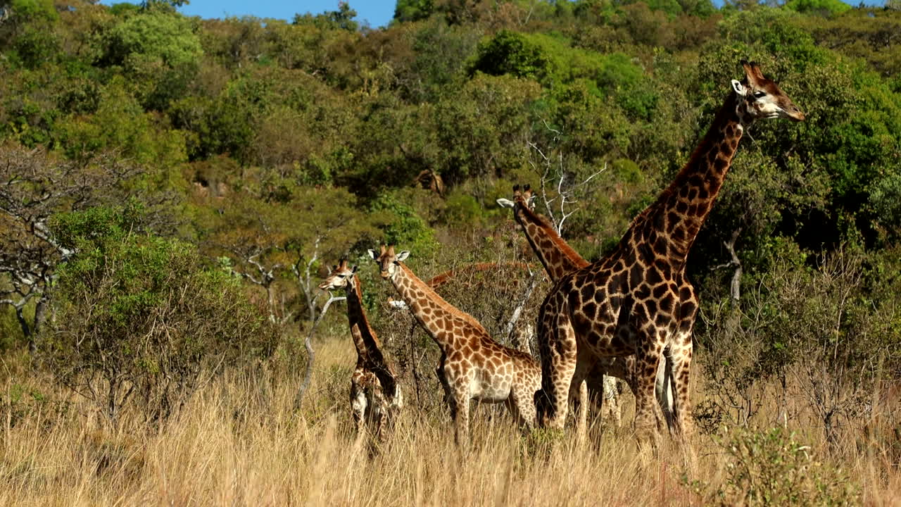 Journey of giraffe stands in reserve near trees ruminating and digesting food