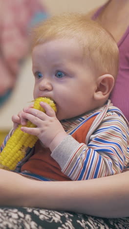 adorable little son nibbles fresh boiled corn on cob sitting in young mommy arms in room on blurry background