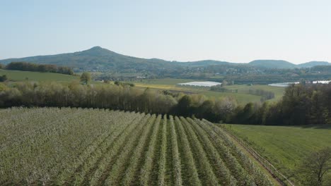drone - toma aérea de una flor de manzana blanca y soleada en un campo grande con montañas en el fondo 25p