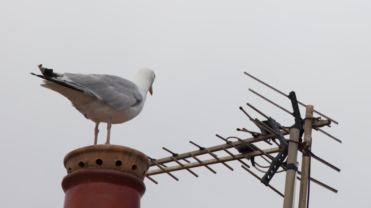 Seagull perches on red chimney near antenna, overcast sky, static camera, daytime urban rooftop