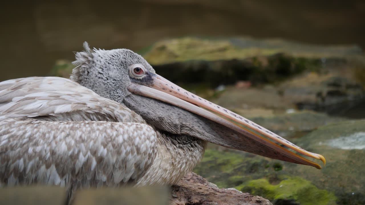 Close-up of a Pelican