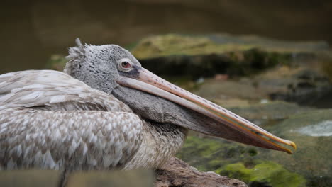 close-up of a pelican