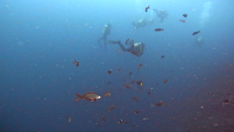 aquatic shot of shoal and divers