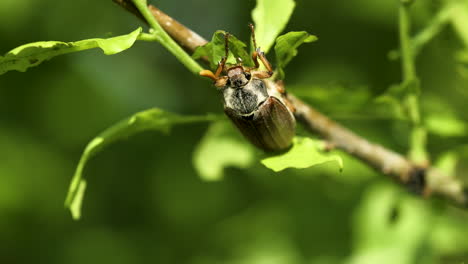 Cockchafer--eating-young-oak-leaves---macro-shot