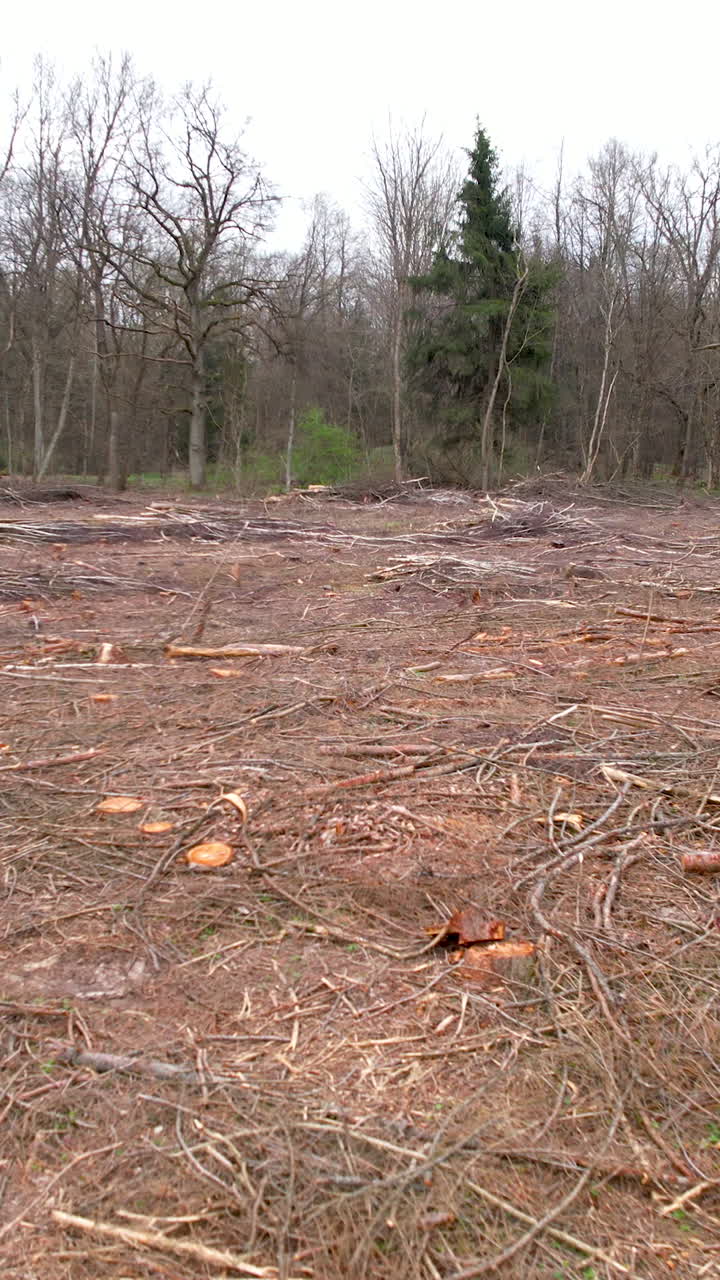 A wide shot of a cleared forest area showing tree removal, fresh stumps, and debris. Ideal for environmental documentaries or forestry industry content