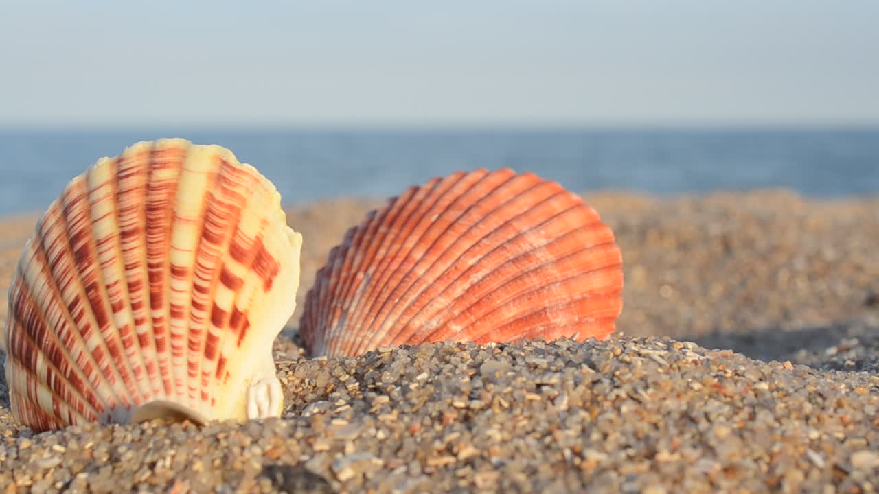Sea cockleshells on the beach. Shooting on the beach