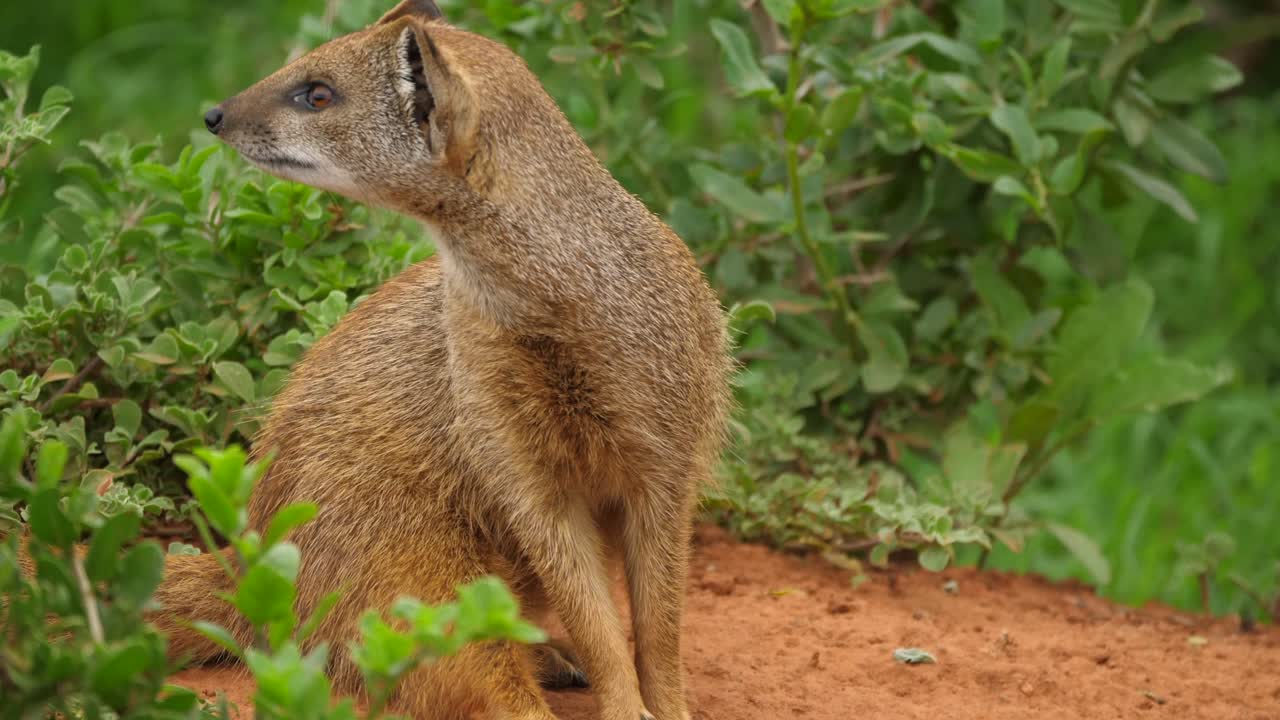 Mangusta seduta a terra su un terreno sterrato si pulisce e si guarda intorno vigilantemente in cerca di pericoli