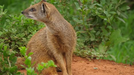 mongoose sitting flat on dirt ground grooms itself and looks around for danger vigilantly