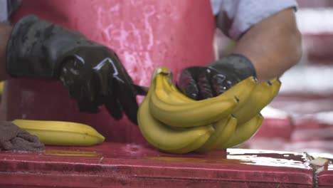 hands with gloves cuts bunch of yellow bananas