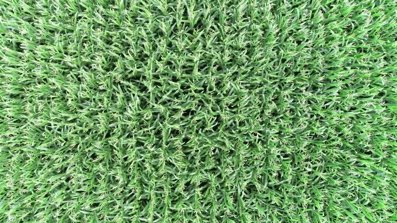 농장 의 공중 드론 영상