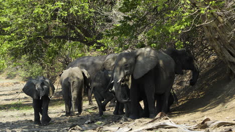 a breeding herd of african elephants standing together