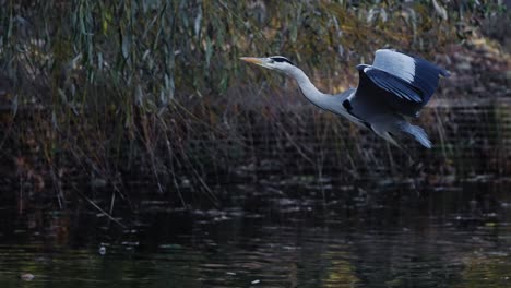 grey heron flying over pond in a park landing on tree in slow motion