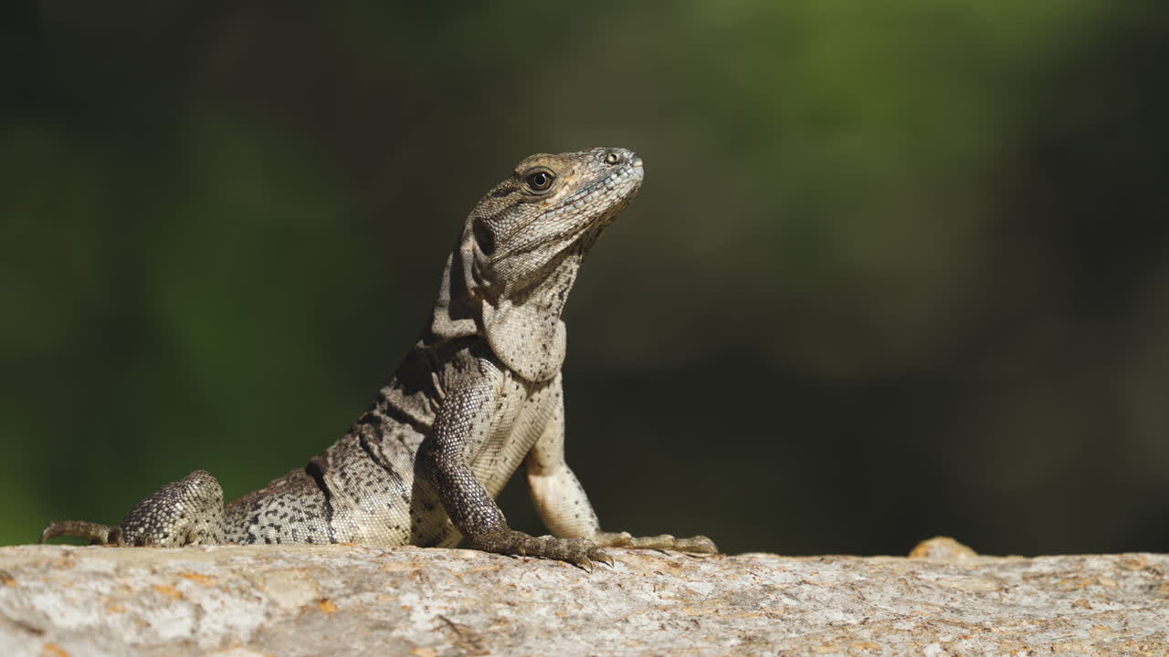 Iguana Sunbathing in Tree Close Up 3